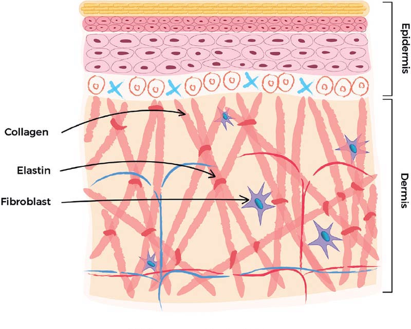 ساختار کلاژن در پوست چگونه است