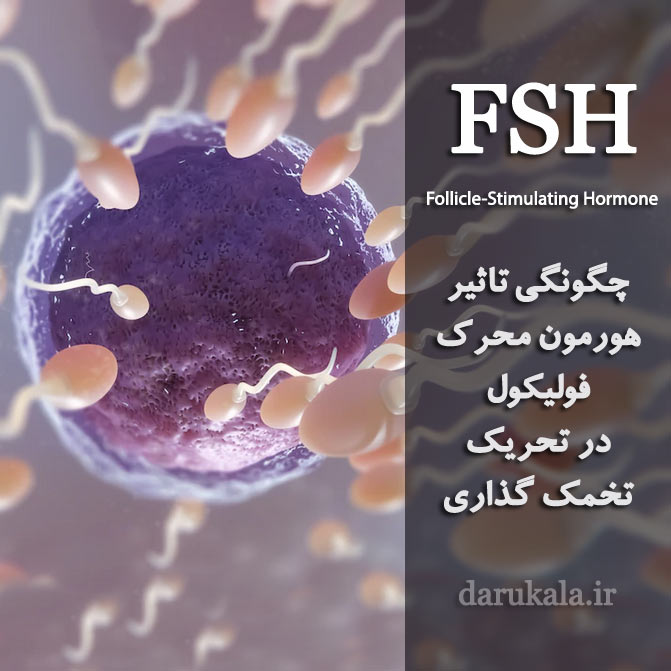 FSH چیست؟ Follicle-Stimulating Hormone